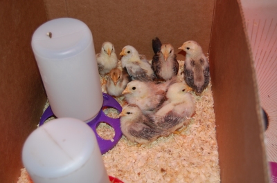 The ten serama bantams, a few of them are also silkie
